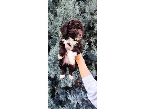 Lagotto romagnolo
