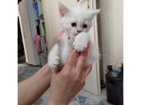 Mavi gözlü british shorthair kedimiz