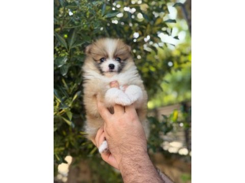 A kalite pomeranian boo