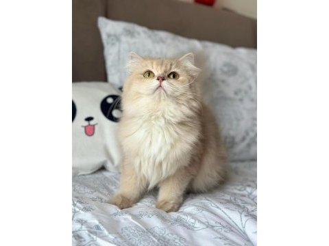 Şecereli lilac golden british longhair