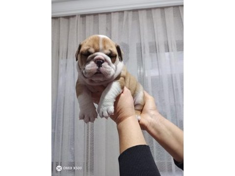 %100 ırk garantili ingiliz bulldog yavruları