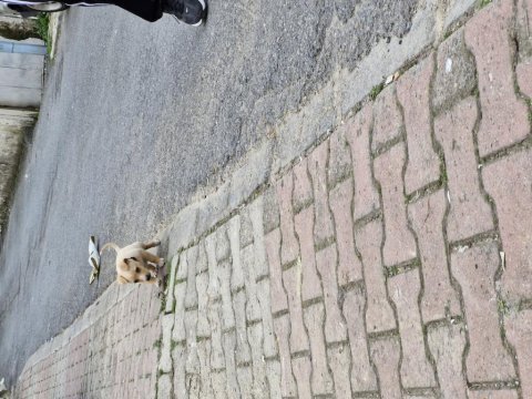 Ücretsi minyatür pinscher yavru erkek