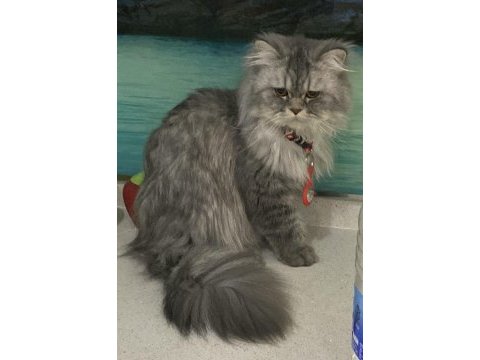 Chinchilla prense eş arıyoruz
