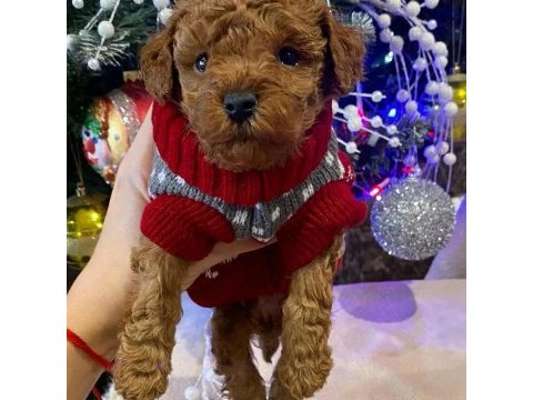 Toy poodle yavruları