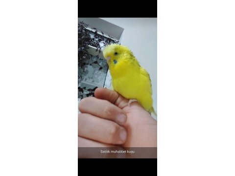 Muhabbet kuşu kafesi ile birlikte