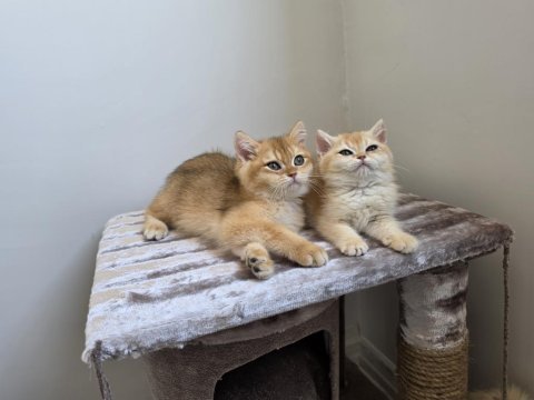 British shorthair golden dişi erkek yavrularımız