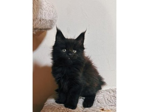 Xxl şecereli şampiyon kan hattı black maine coon