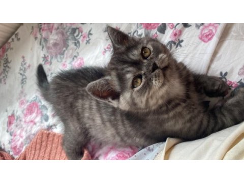 2 aylık son kalan british longhair yavrumuz