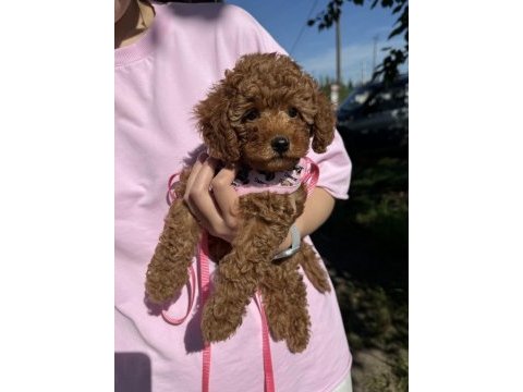Toy poodle orijinal yavru köpekler
