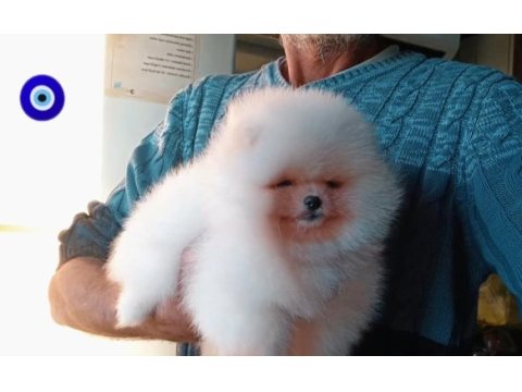 Orijinal pomeranian boo 3 aylık
