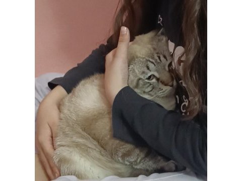 Scottish fold dumanımıza aile arıyoruz