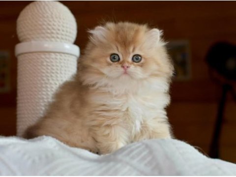 Soft renkli golden british longhair yavrumuz