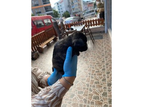 Yavru french bulldoglarr