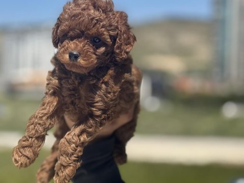 Kore toy poodle yavrularımız