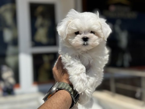 Petmode köpek çiftliğinden kore  kan maltese