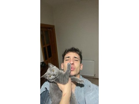 5 aylık yavru erkek british shorthair