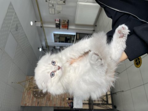 Yavru scottish fold kedim için yuva arıyorum