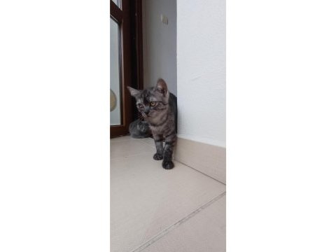 Ücretsiz sahiplendirme kediler