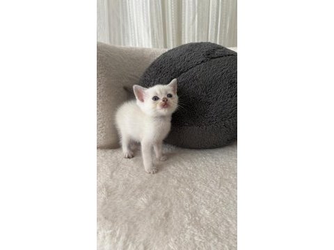 Mükemmel british shorthair bebişlerim