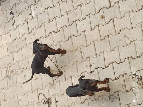 Son iki dişi doberman