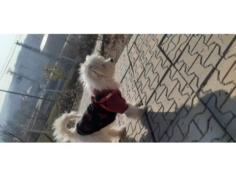 Maltese terrier 6 aylık erkek