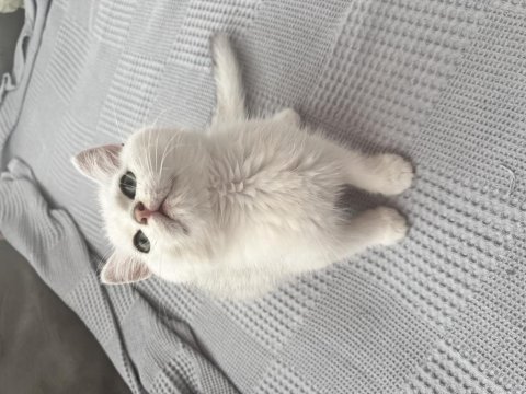 British shorthair yavru