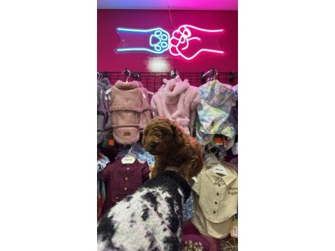Red brown toy poodle yavrular