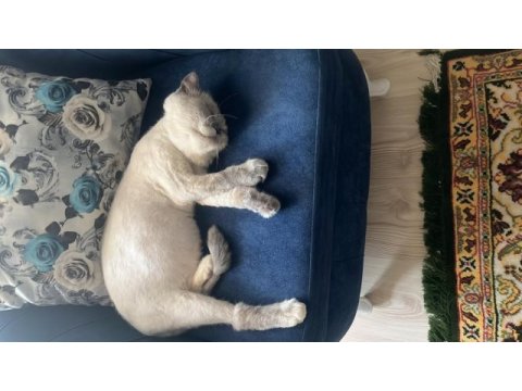 Eş exotic shorthair kediler