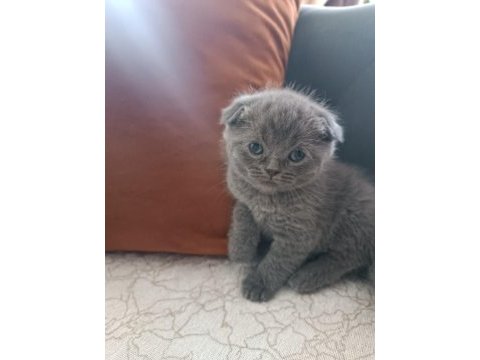 Scottish fold yavru 1 aylık