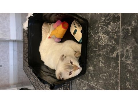 Beyaz gri uysal 7 aylık scottish kedi