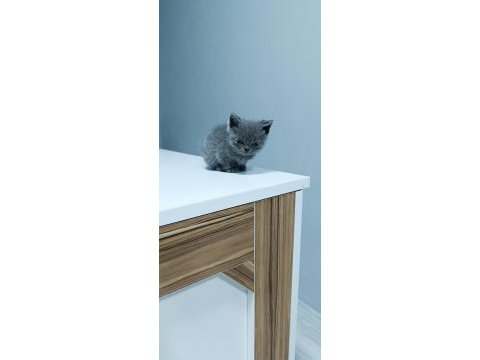 2 aylık 4 tane yavru british shorthair