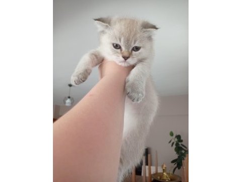 Erkek scottish fold