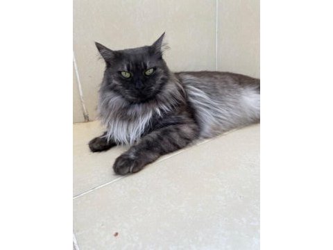 Maine coon çok uysal