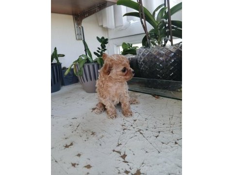 Micro tea cup poodle