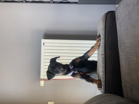 3 aylık doberman yavruları