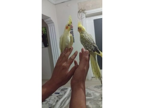 Sevimli sultan bebek papağanlarımız