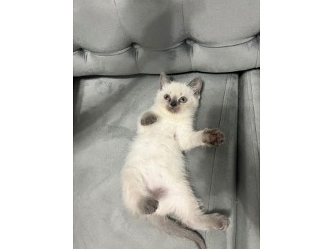 Beyaz aslan kedimiz yeni evini bekliyor