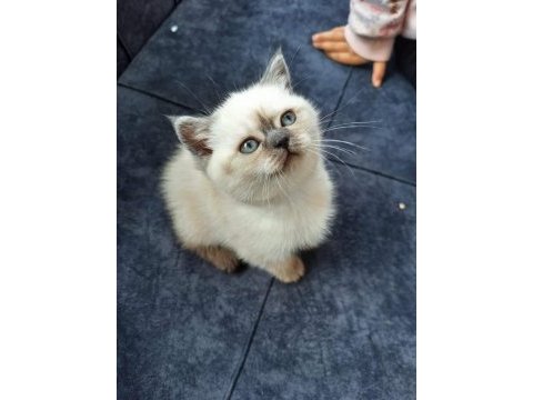 Antalya british shorthair kedilerimiz