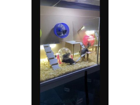 Bize ulaşın hamster adresine gelsin