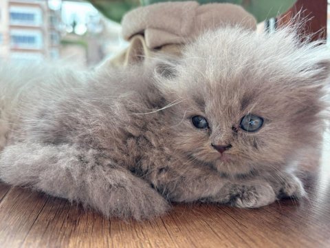 British longhair safkan yavrularımız