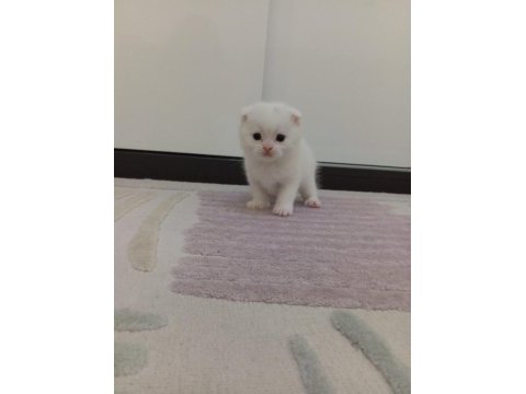 Scottish fold yeni yuvalarını bekliyorlar