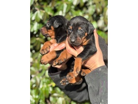 Şecereli doberman yavrularım