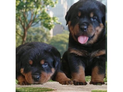 Rottweiler yavru