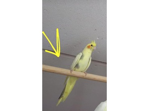 Yavru piet sultan papağanı