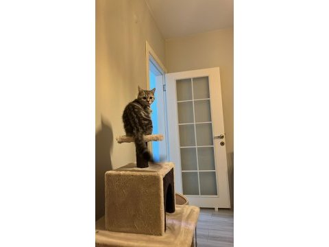 Ücretsiz sahiplendirme 15 aylık british shorthair