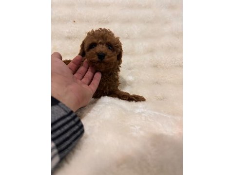 Sevimli toy poodle yavruları yeni yuvalarını bekliyor