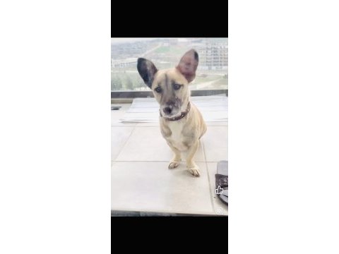 Ücretsiz sahiplendirme köpeğimiz