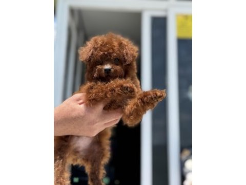 Petmode köpek çiftliğinden redbrown toy poodle