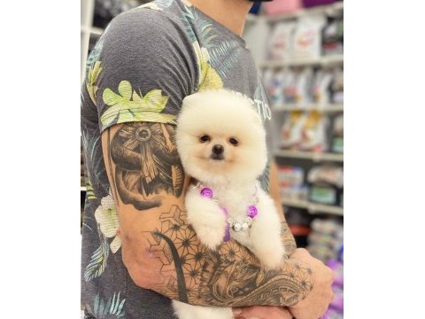 Orjinal pomeranian boo yavrular