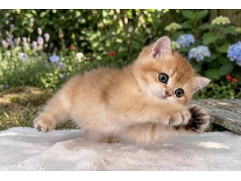 Safkan british longhair bebekler